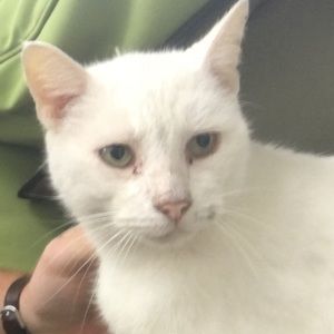 Meet your Posher, Elizabeth